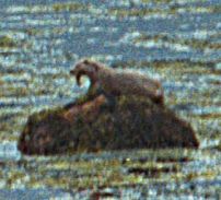 a sea otter on a rock