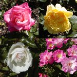 Duthie Park's roses