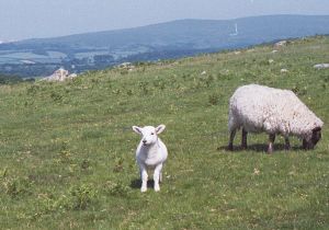 sheeps in Dartmoor