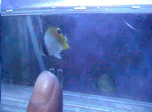 �}���g�Q�`���E